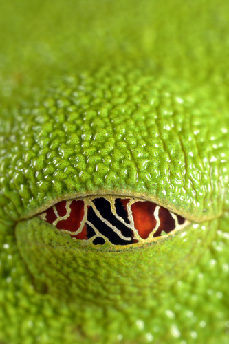 Eye