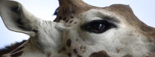 Giraffe 2