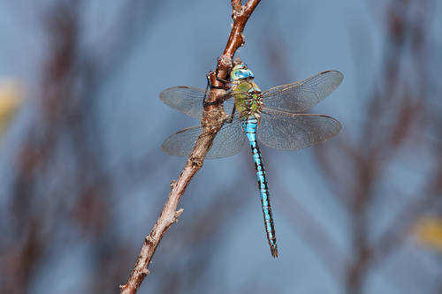 Male Emperor Dragonfly