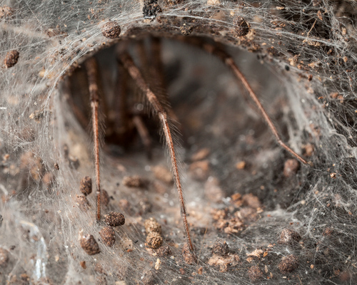 Shelob's lair