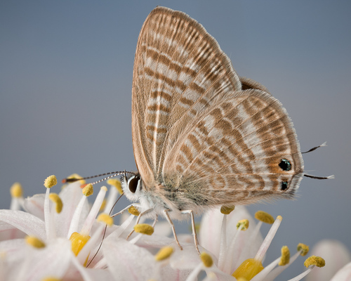 Lampides boeticus
