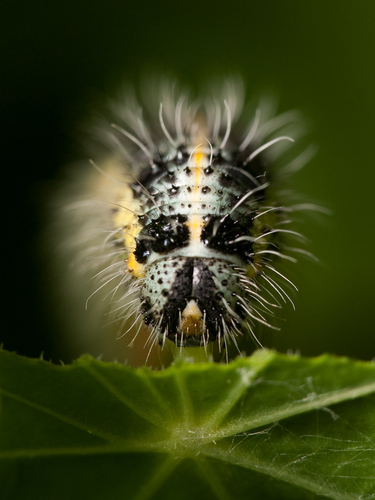 Pieris brassicae