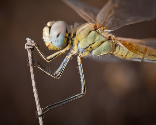 Sympetrum fonscolombii