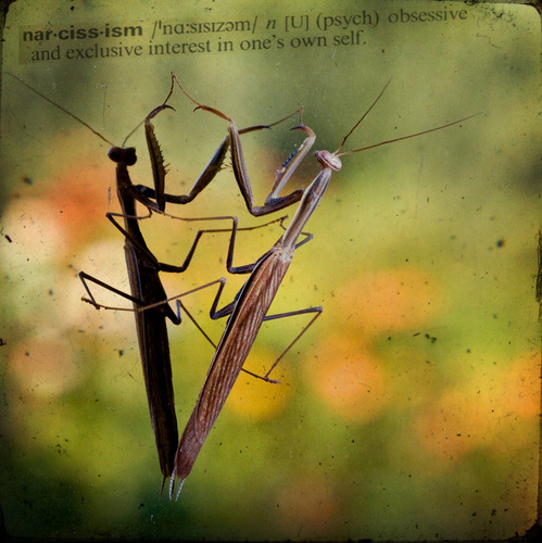 Narcissism