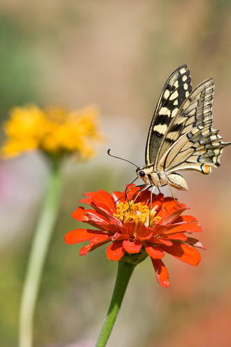 Of butterflies and zinnias