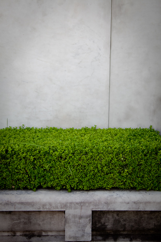 Greenery