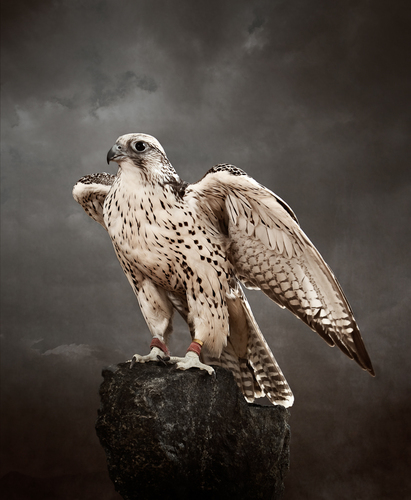 Arabian Hunting Falcon