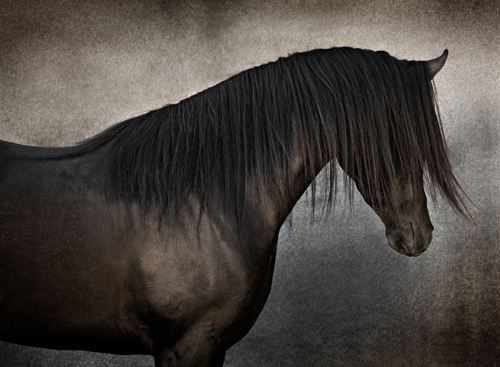 Arabian stallion