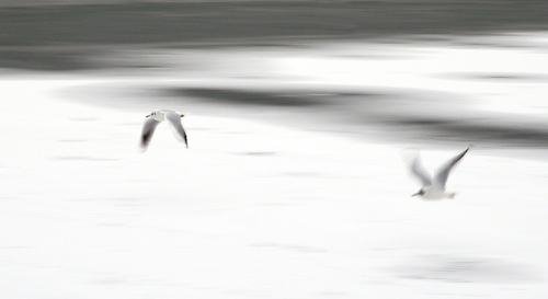 Couple Flying