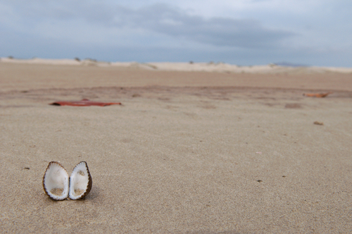 Shell Beach