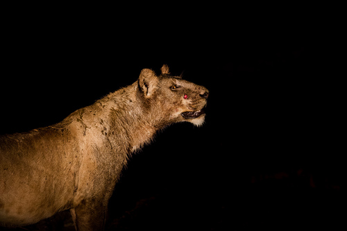 Night Cat