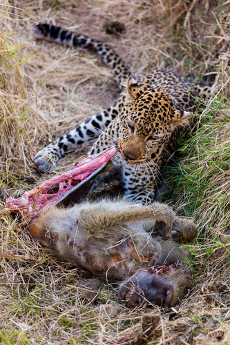 Leopard & Baboon