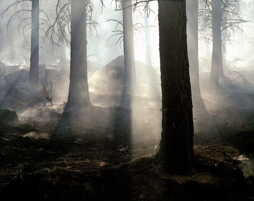 Oncoming Forest Fire.