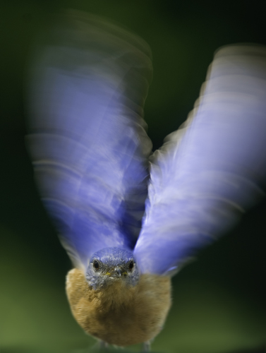 Bluebird in flight