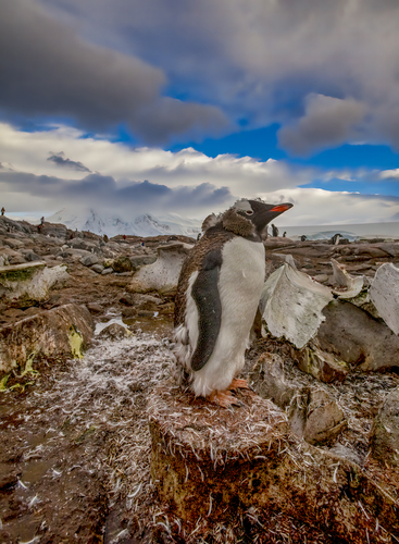 Penguinʻs Perch