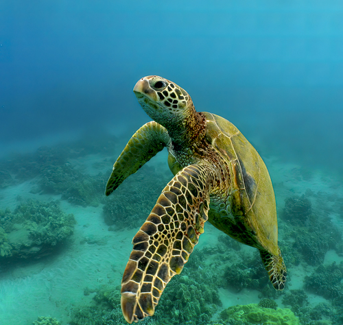 Henry Honu