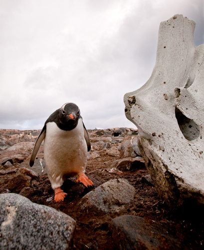Attitude - Port Lockroy, Antarctica