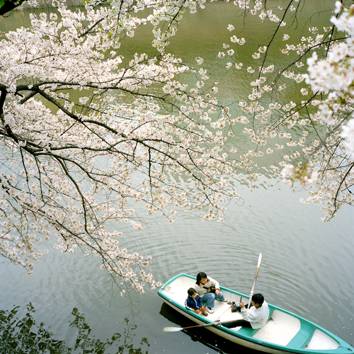 Under Sakura