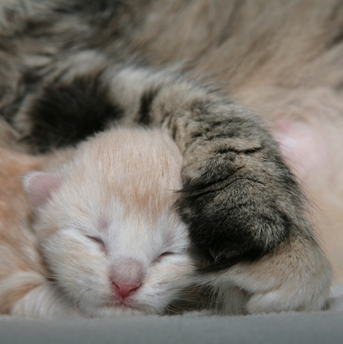 Mother's Love & Protection