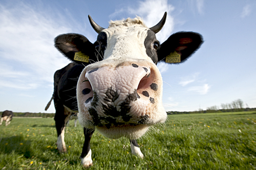 Study of Character - Inquisitive Polish Cow