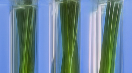Stems