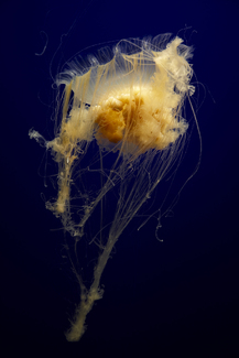 Color Awards Winners and Nominees