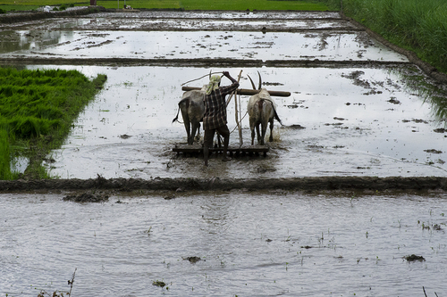 The Rice Campaign