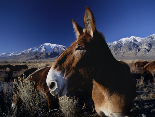 Mule not a Donkey