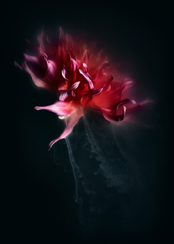 Dahlia