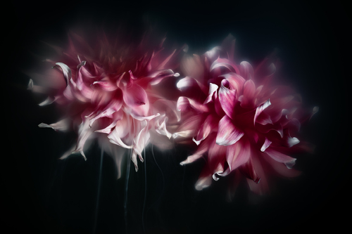 FlowerPower