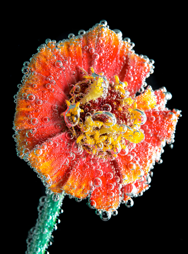 Flower Bubbles