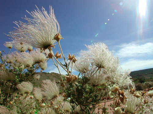 WindFlowers