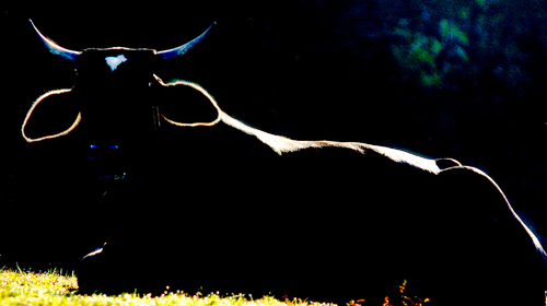 A Bullish Morning