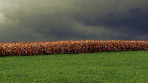 Corn Field