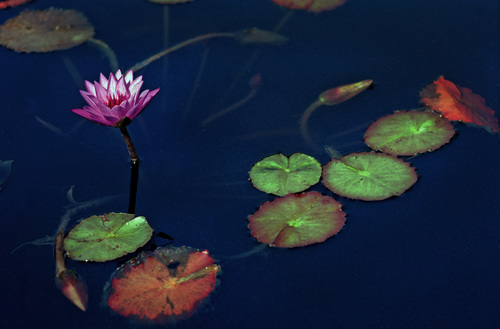 Water Lily