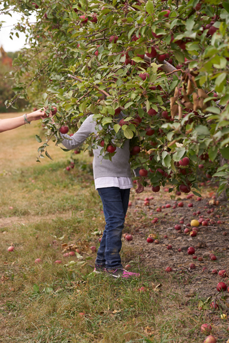 Hunter Apple Picking