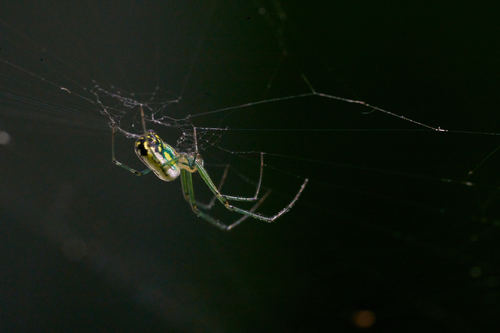 Orchard Spider