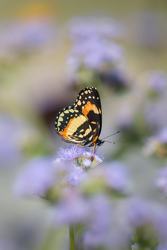 Purple Mist and Butterfly