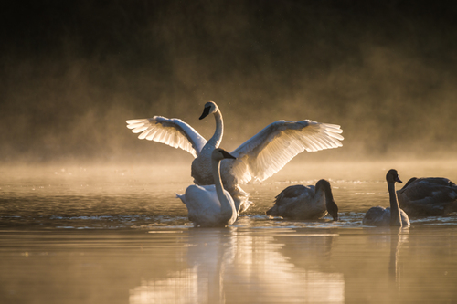 Sunrise at Dragonfly Pond