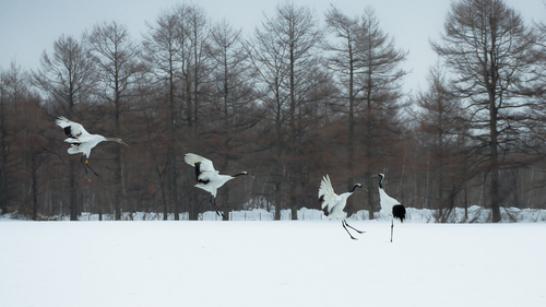 Landing 