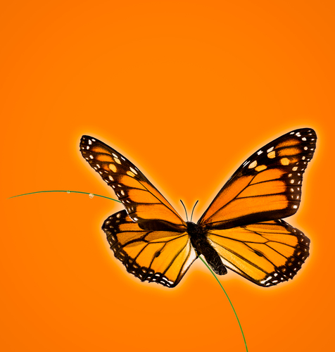 Monarch