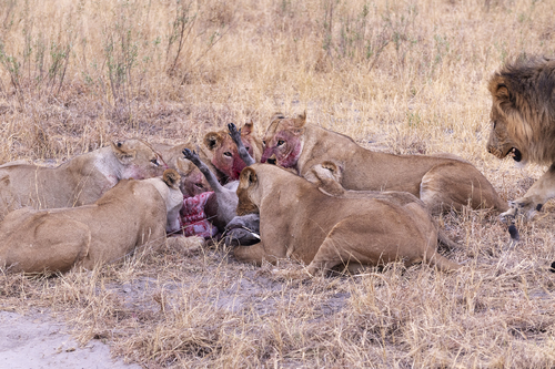 Le repas des lions