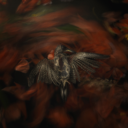 Bird