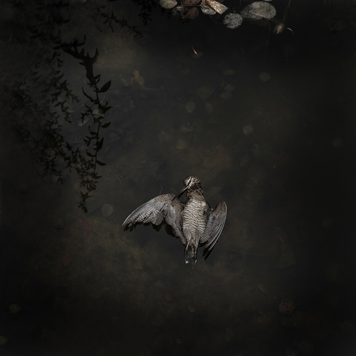 Woodcock