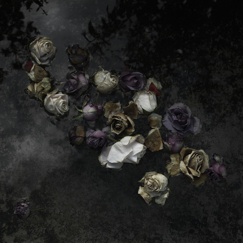 Roses - Post Vitam