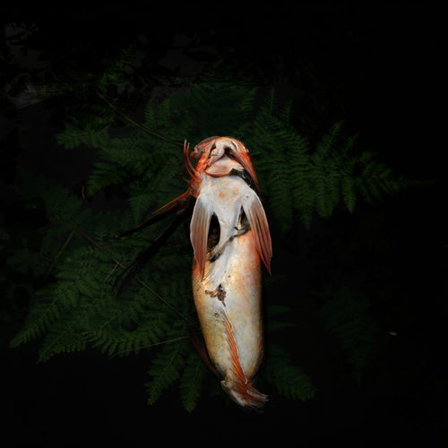 Fish No2