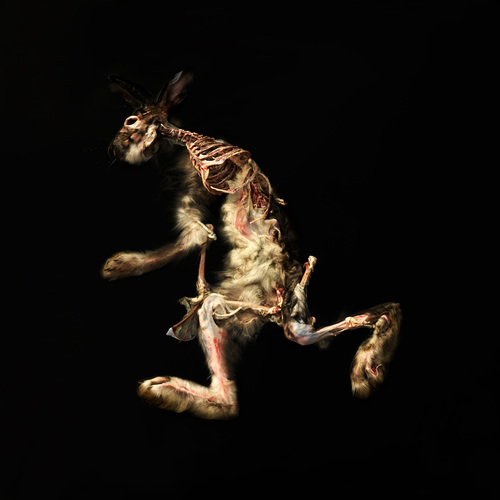 Dead hare walking