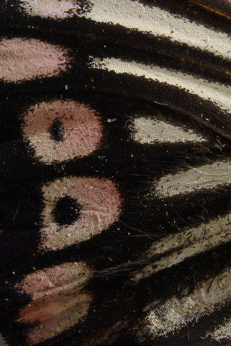 Wing Structure 2
