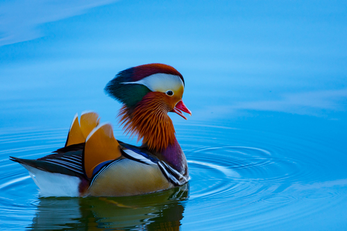 Mandarin Duck