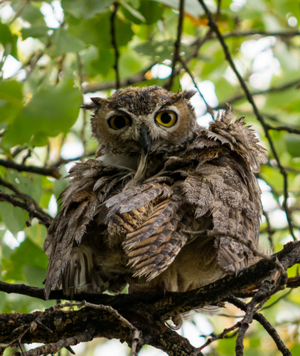 Wet Owl